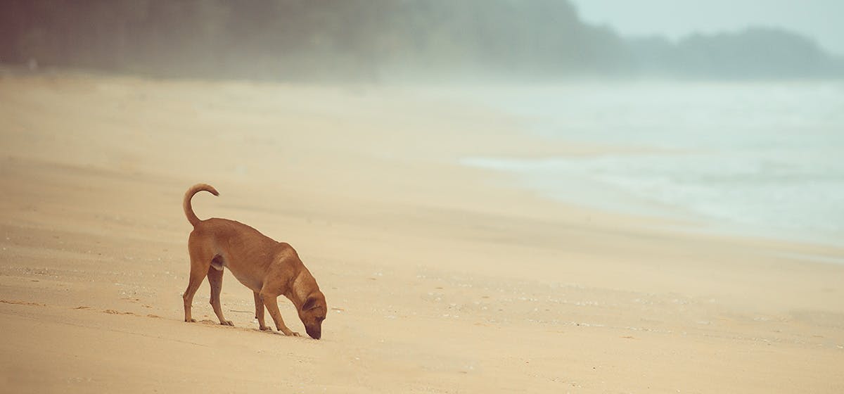 dogs and storms