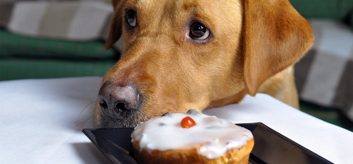 Can dogs taste store food