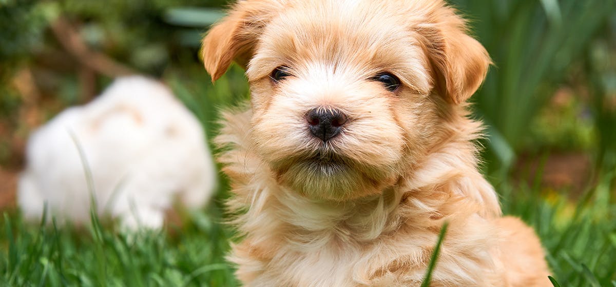 can-dogs-feel-hair-in-their-eyes