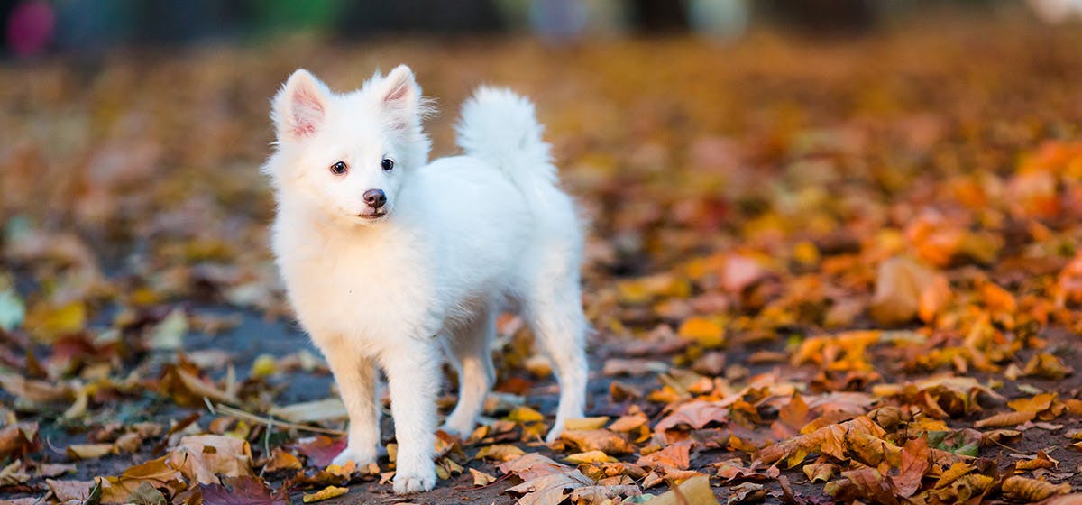 can-dogs-taste-acorns