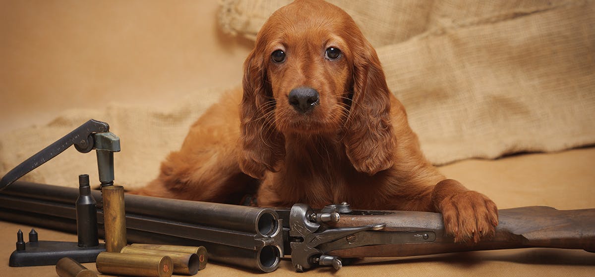 can dogs smell guns