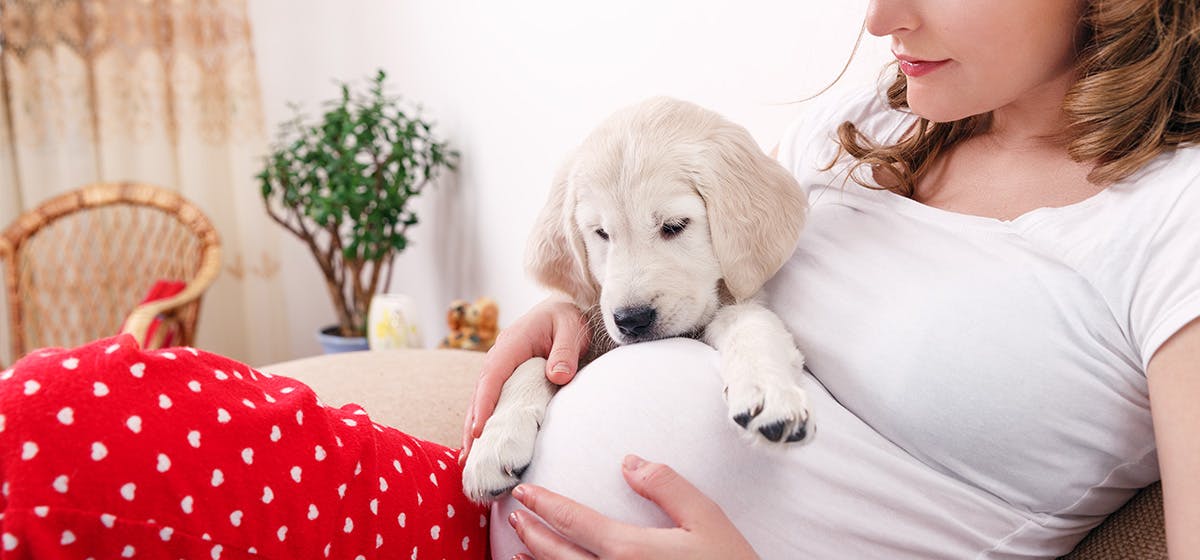 Dog being clingy store pregnant