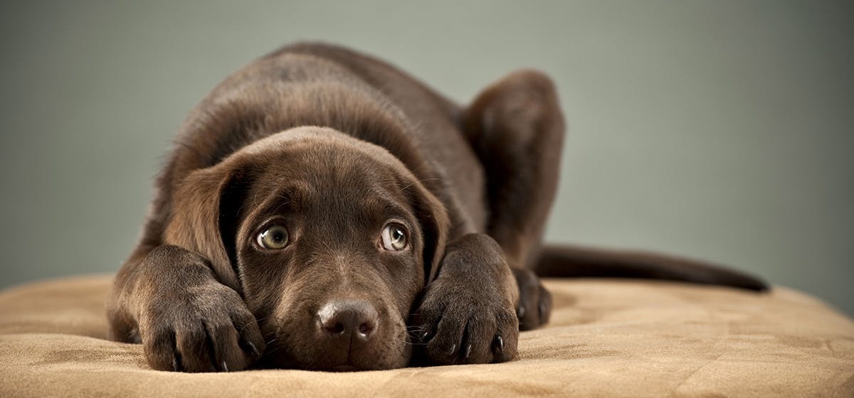 can-dogs-feel-terror