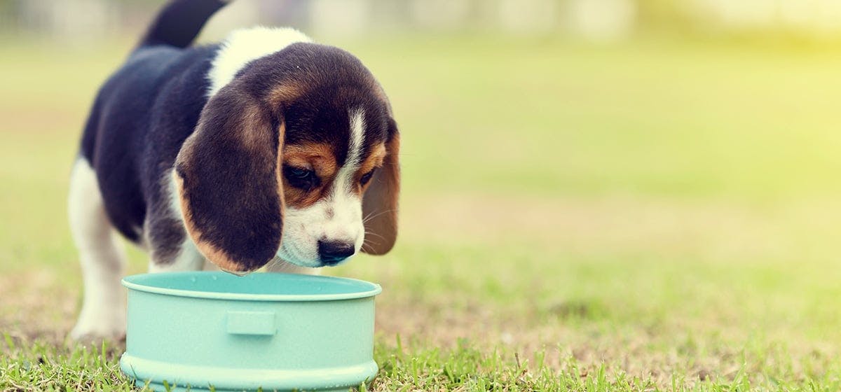 can-dogs-taste-baked-beans