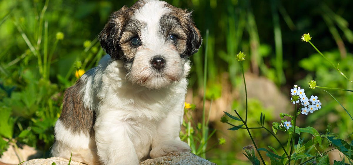 can-dogs-taste-herbal-food