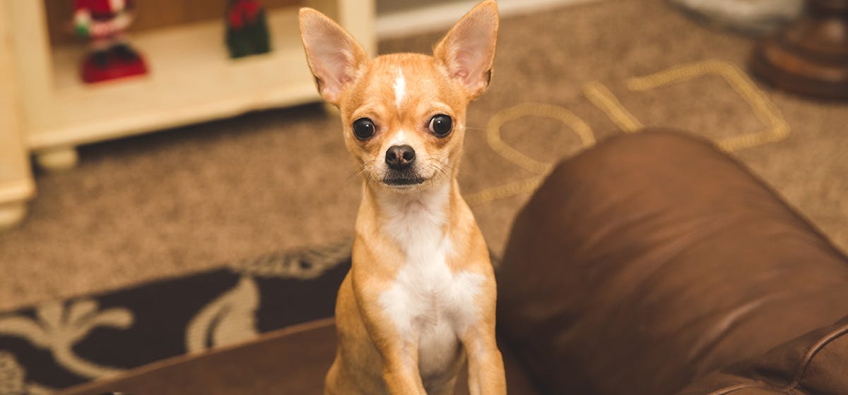 Can Airport Dogs Smell Edibles