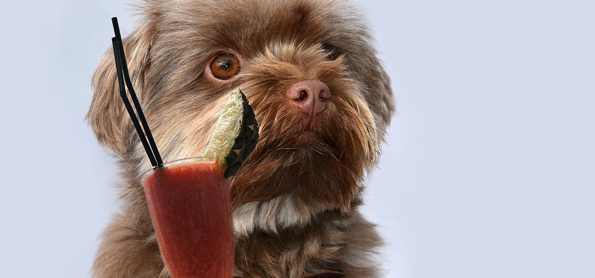 can-dogs-taste-beet-juice