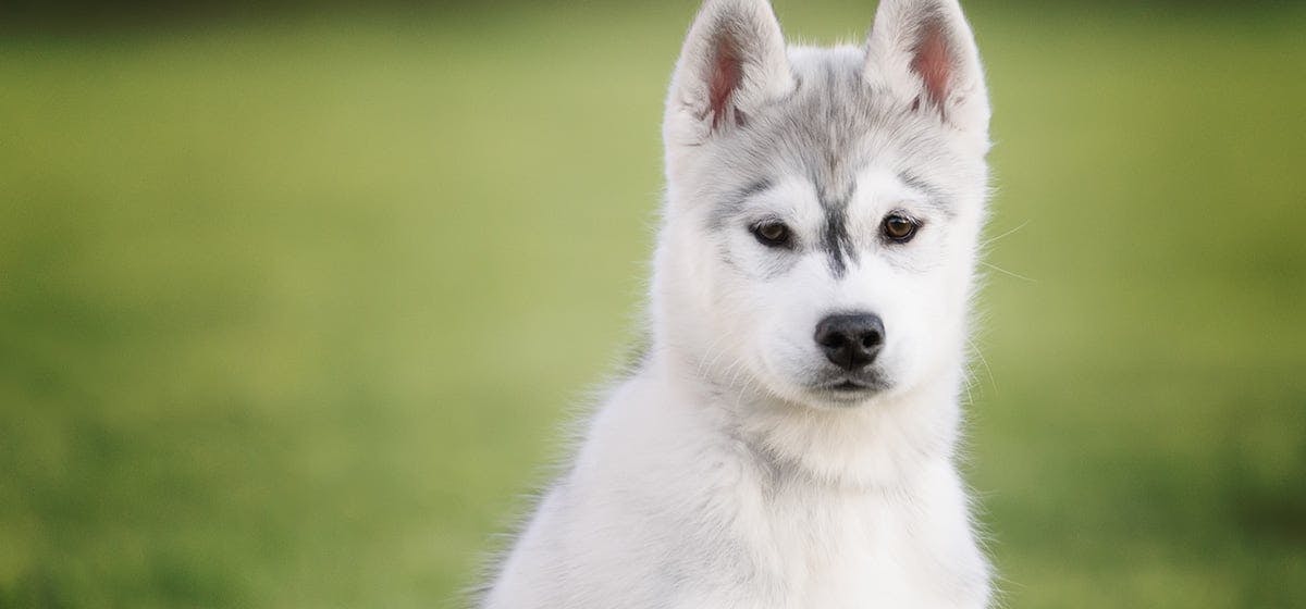 can-dogs-feel-their-whiskers