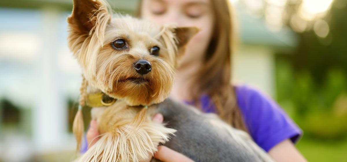 can-dogs-sense-benevolence