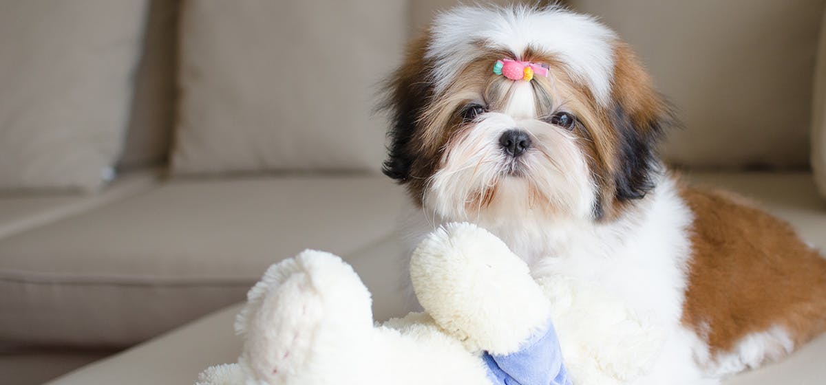 can-dogs-hear-ultrasonic-humidifiers