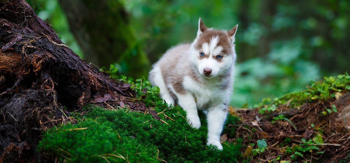 can dogs predict natural disasters