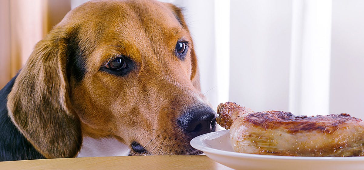 can-dogs-taste-crispy-food