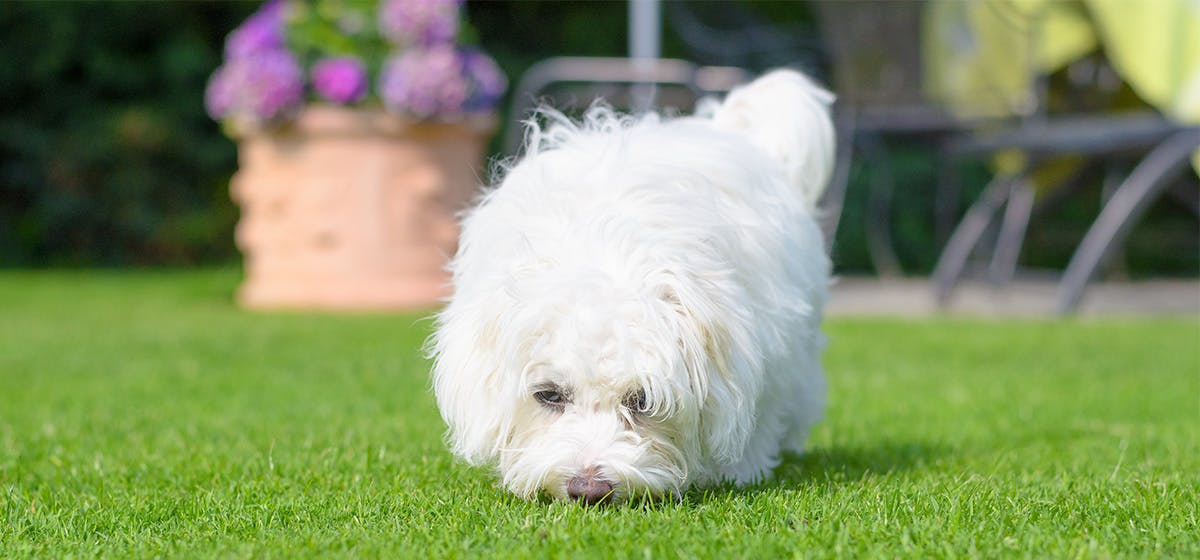 can-dogs-smell-concentrates