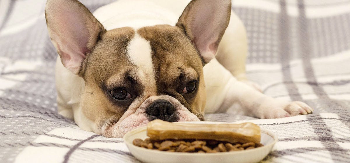 does dog food actually taste good to dogs