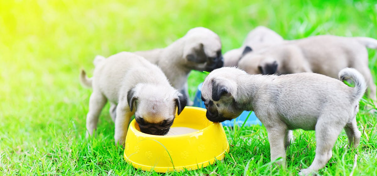 Is soy milk safe for dogs best sale