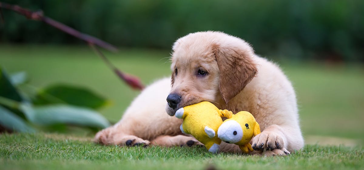 is it ok to give puppies stuffed animals