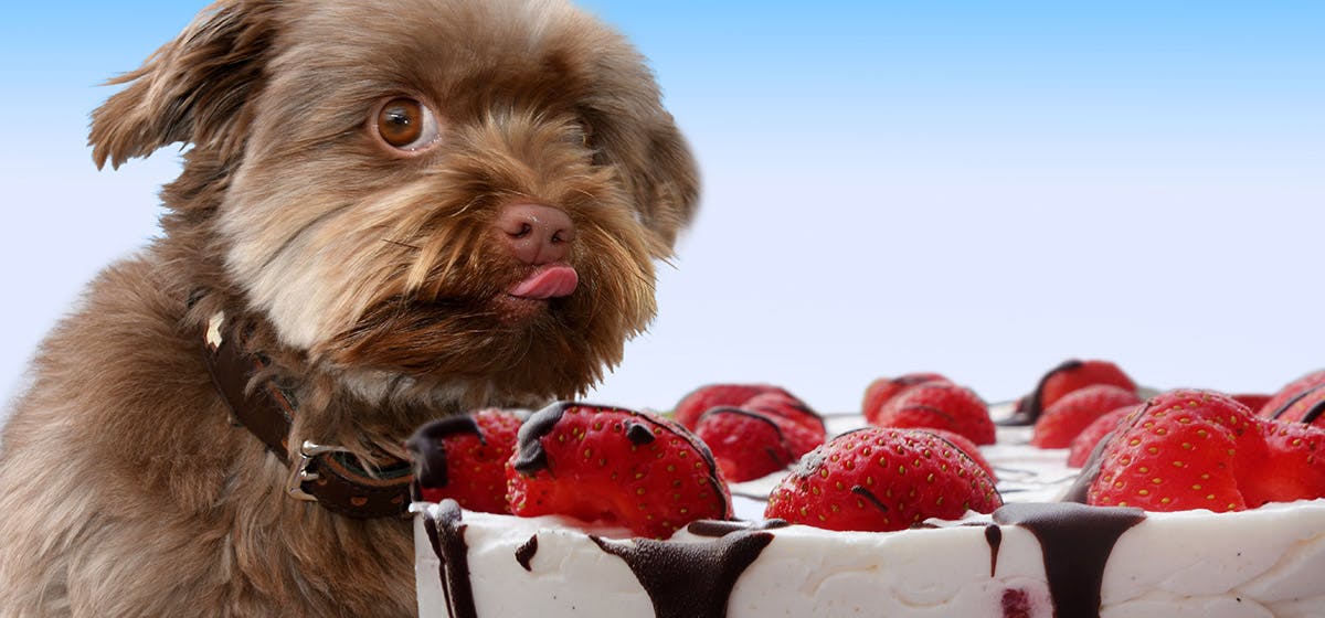 can dogs eat strawberry cake