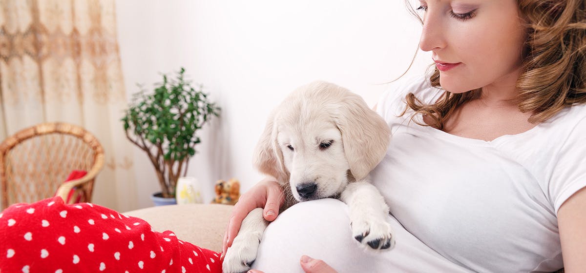 Introduction of Can Dogs Tell a Baby's Gender?