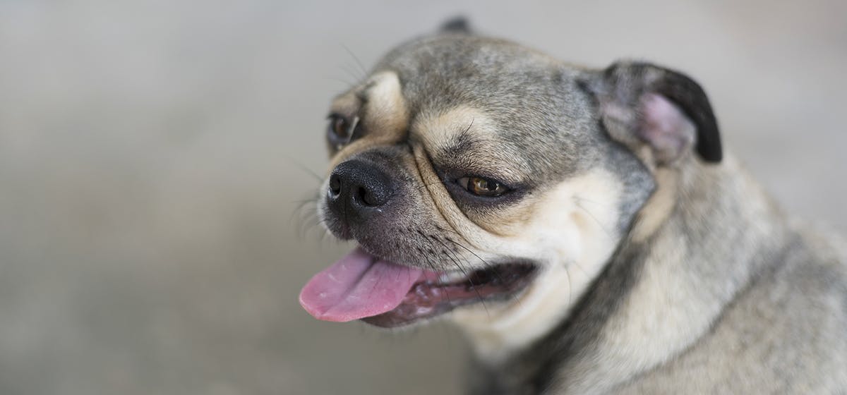 Your Dog's Cognitive Talents May Be Dictated By Their Breed