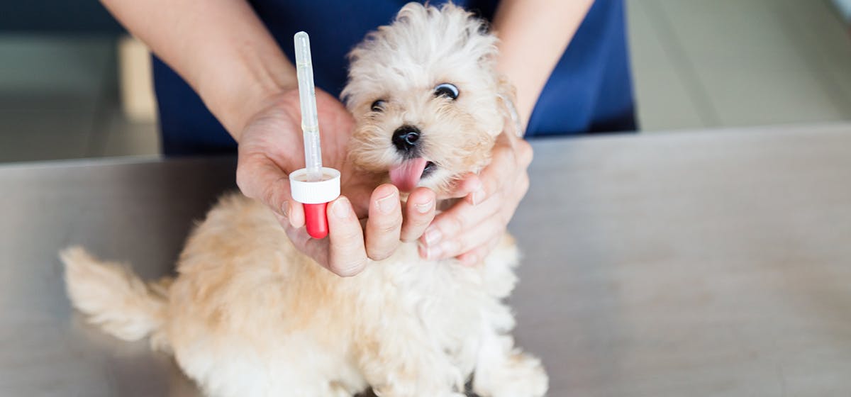 what human medication can dogs take