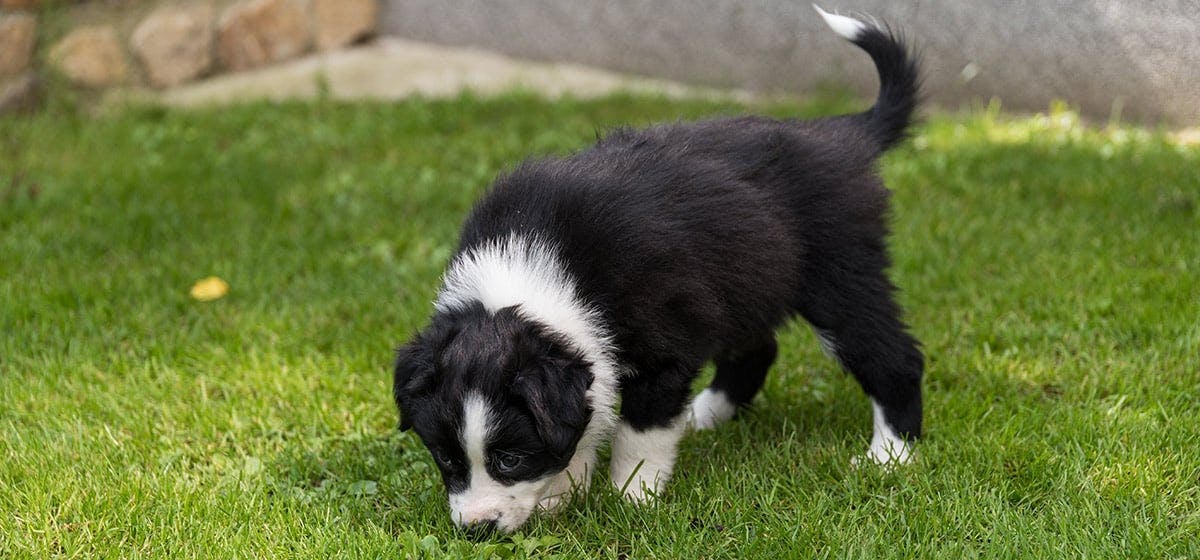 can-dogs-smell-grubs