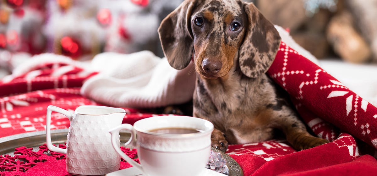 do dogs like coffee smell