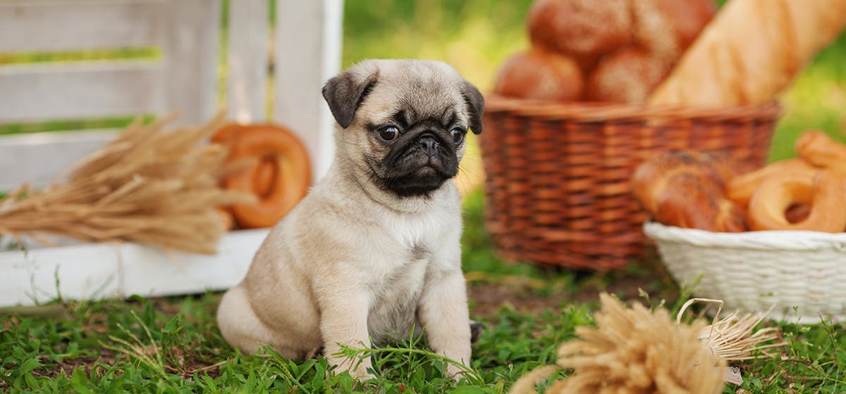 Can Dogs Taste Bread? - Wag!