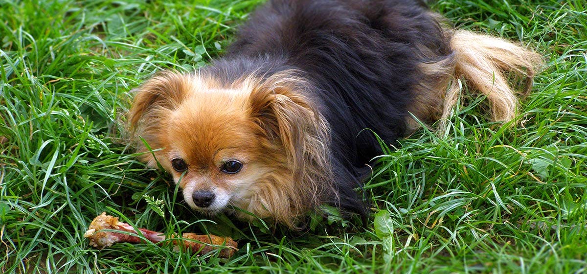 rib bones for dogs