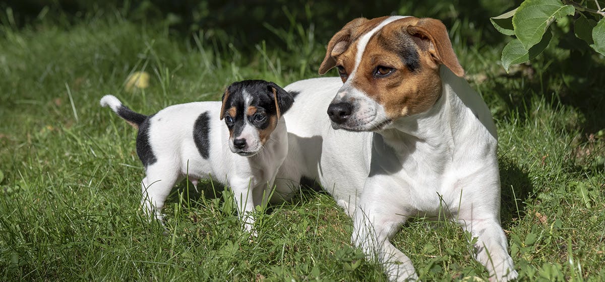 can-dogs-look-at-the-eclipse