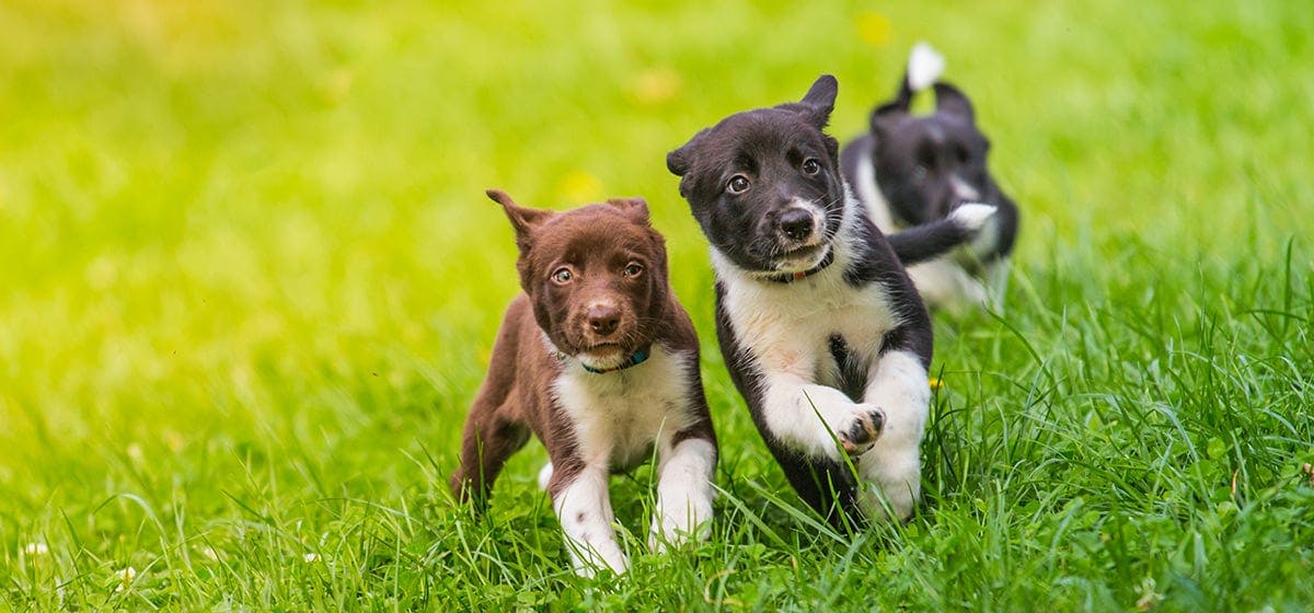 can dogs differ between male and female