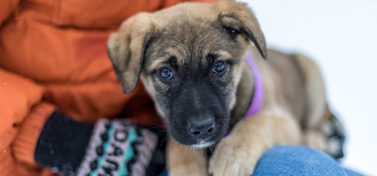 Can Dogs Tell When You Are Upset