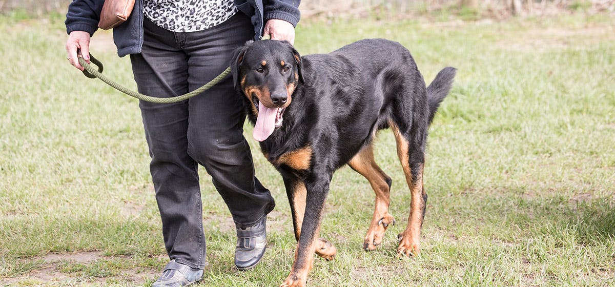 can cadaver dogs smell bones