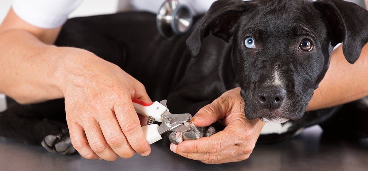 Painting dogs outlet nails