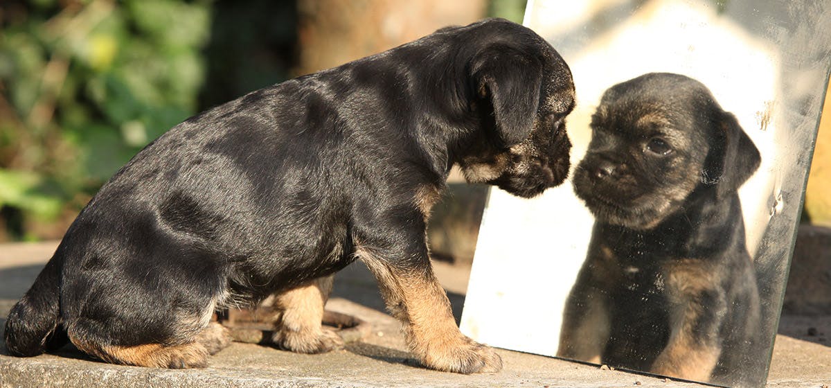 do-dogs-recognize-themselves-in-pictures