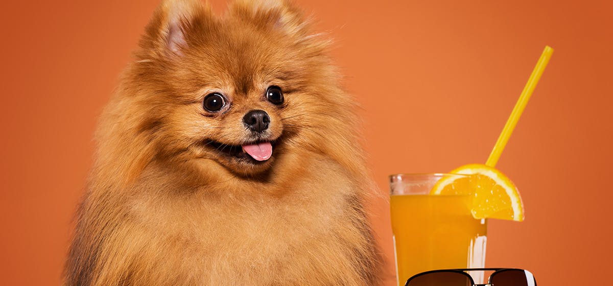 are dogs allowed fruit juice