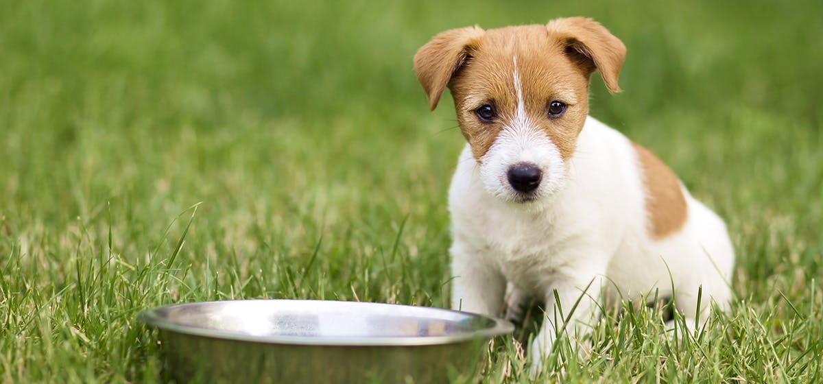 can-dogs-taste-mashed-food