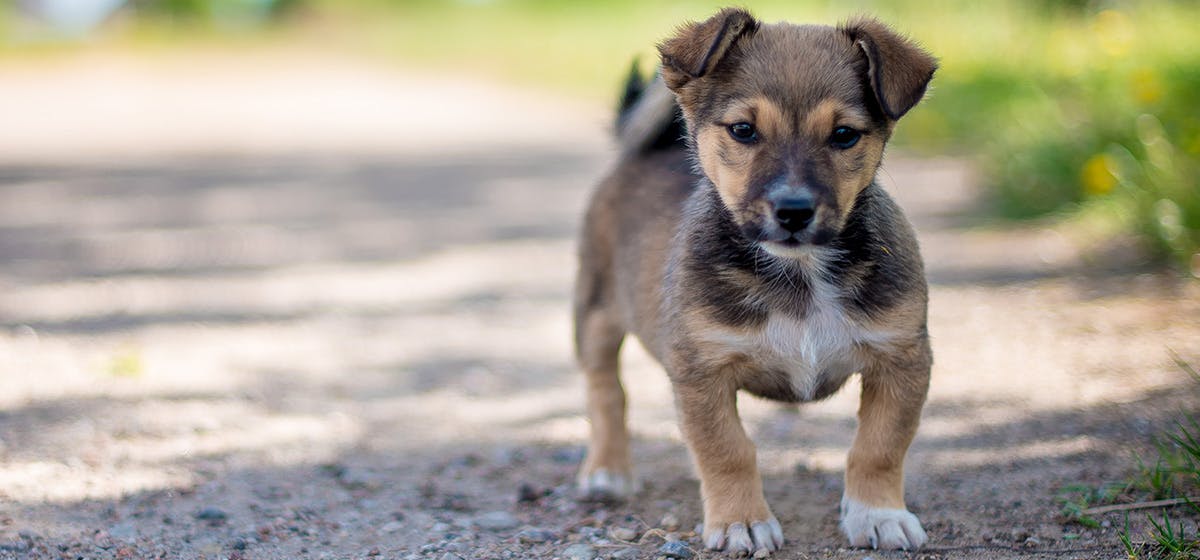 can-dogs-hear-bat-echolocation