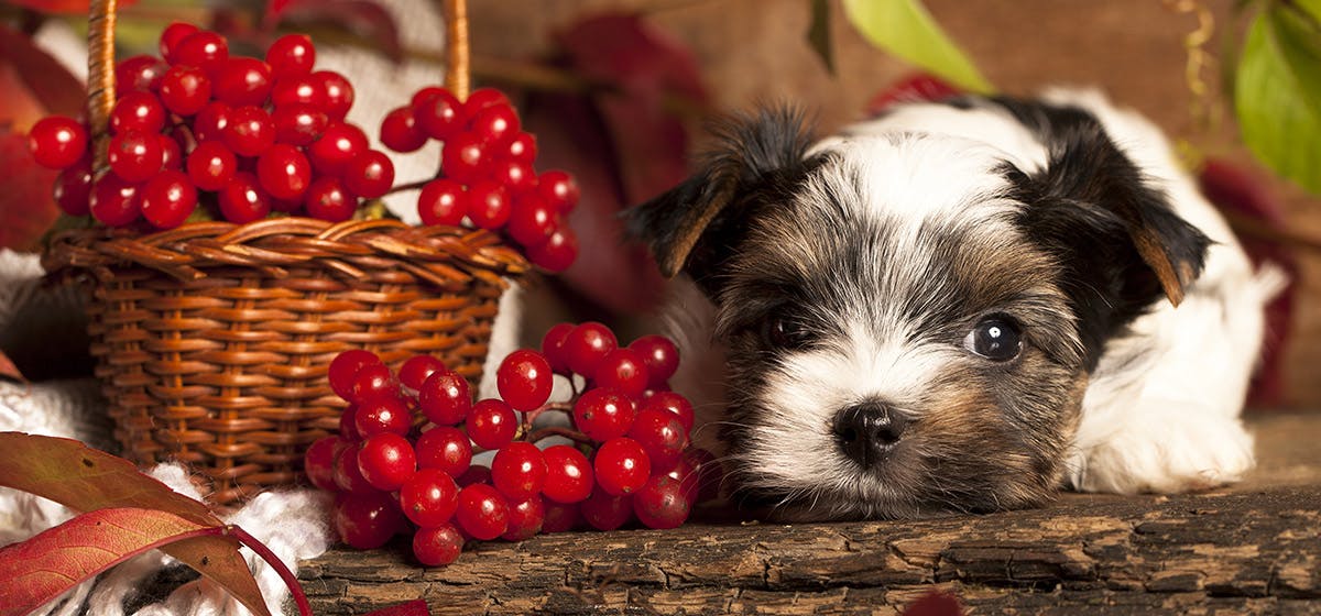 how can i get my dog to drink cranberry juice