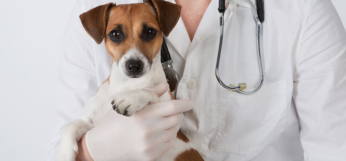 can-dogs-live-with-renal-failure
