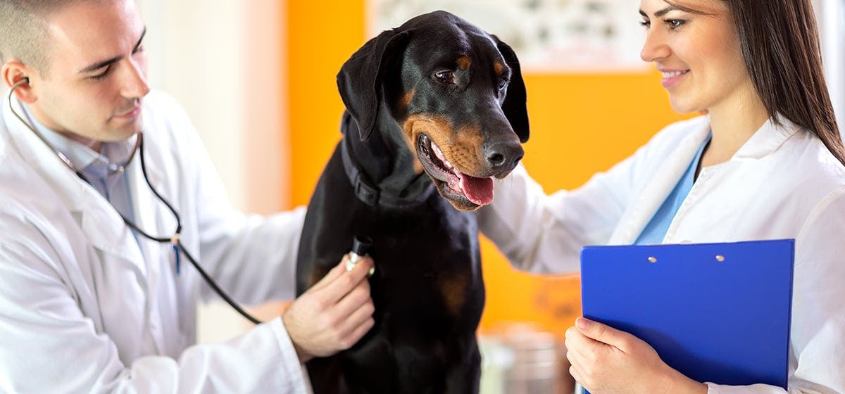 How long does a dog live with mast cell tumors