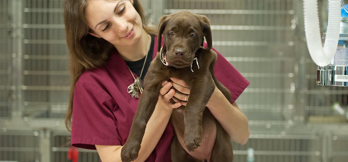 How long can a dog live with congestive heart failure