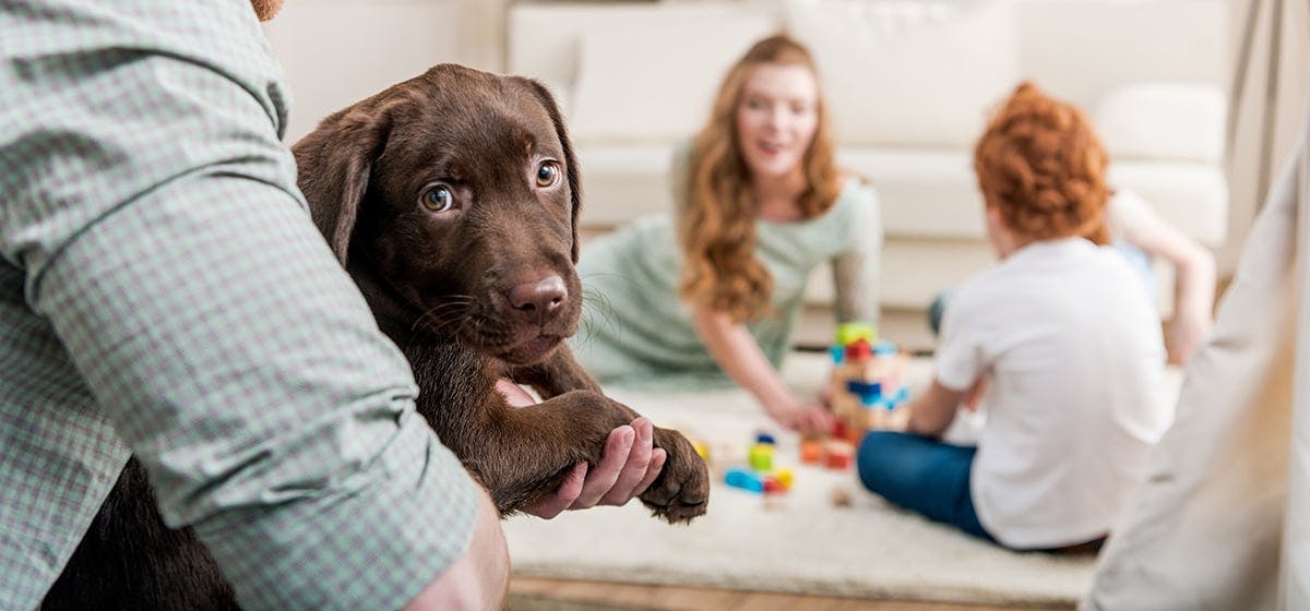 can-dogs-remember-their-siblings-wag