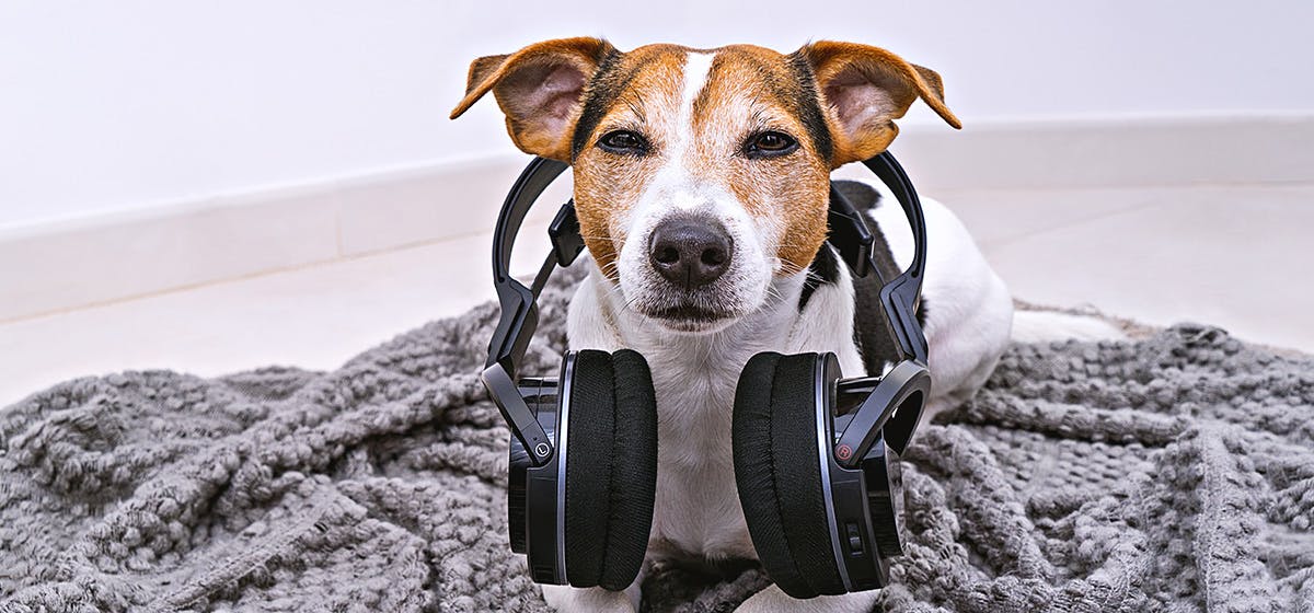 can-dogs-hear-speakers