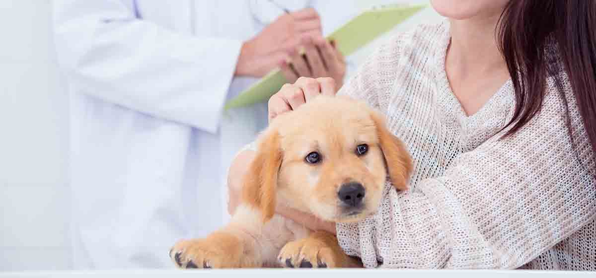 Can Dogs Live With Liver Disease Wag