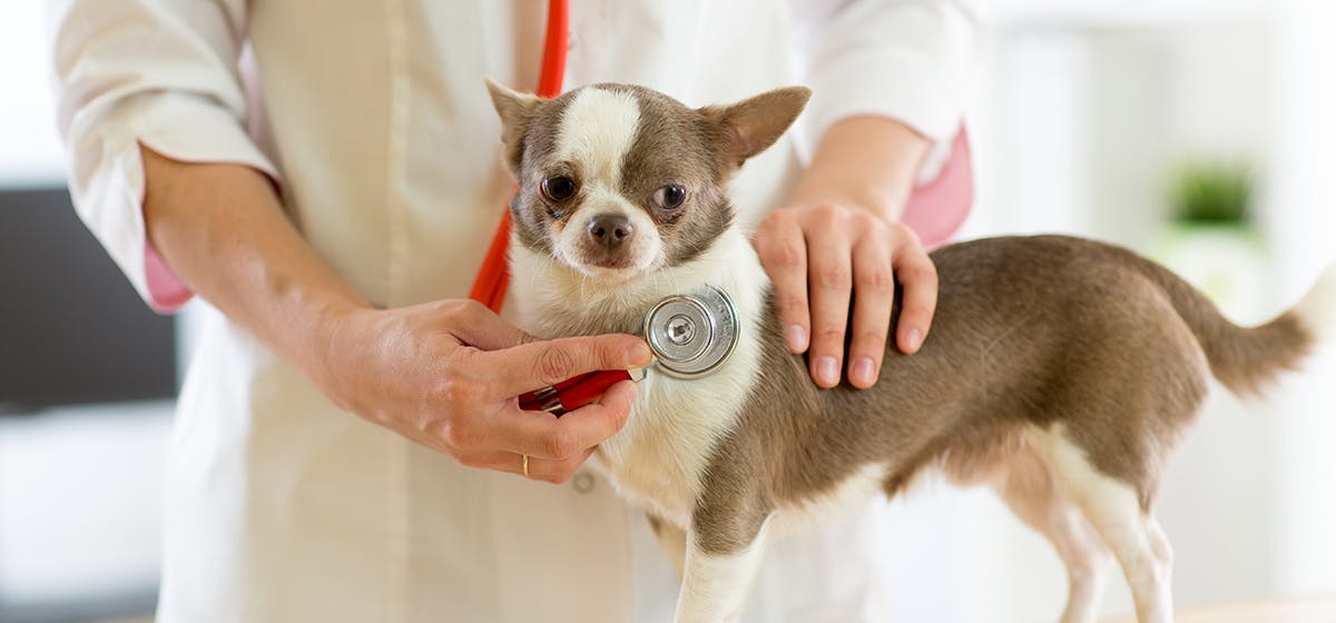 how long will my dog live with kidney failure