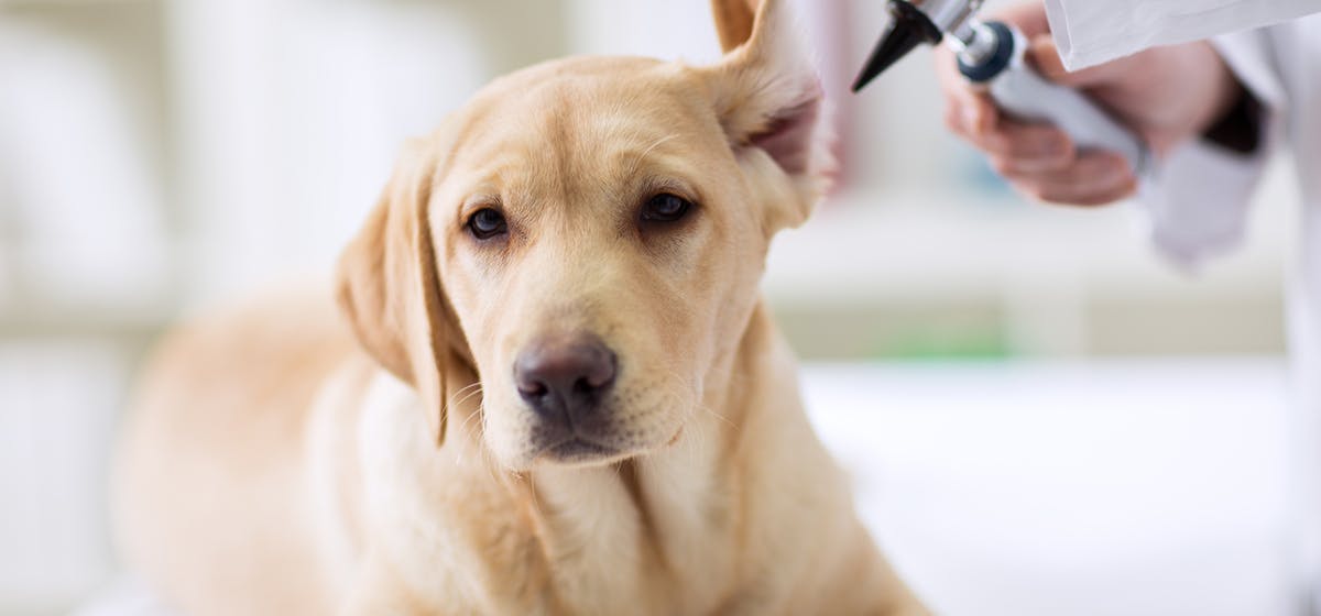 Can Dogs Hear After an Ear Ablation? - Wag!