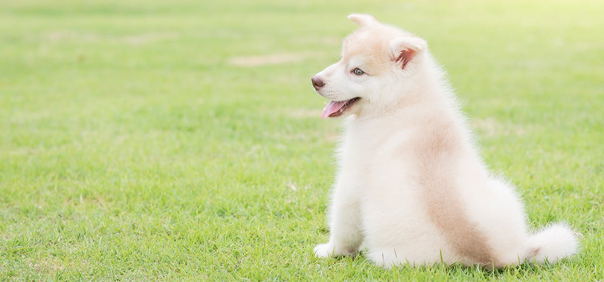 what frequency can only dogs hear