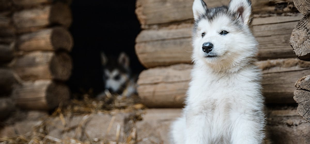 outdoor dog kennel for husky