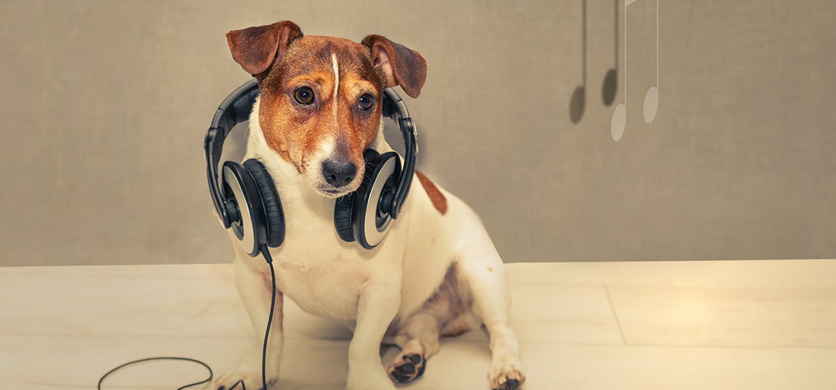 can-dogs-hear-tinnitus
