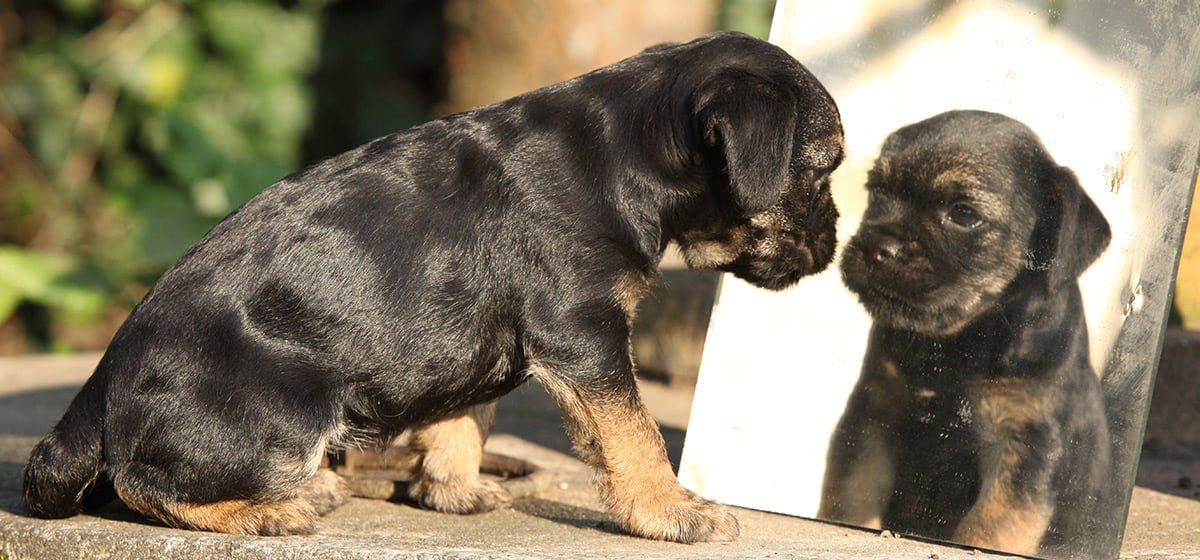 can-dogs-see-their-noses